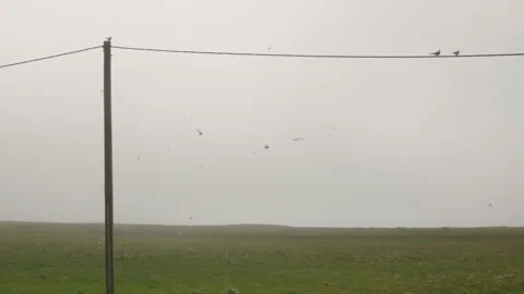 Arctic tern birds perch on a wire suspended by a pole as the flock swarms Stock Footage 316827278