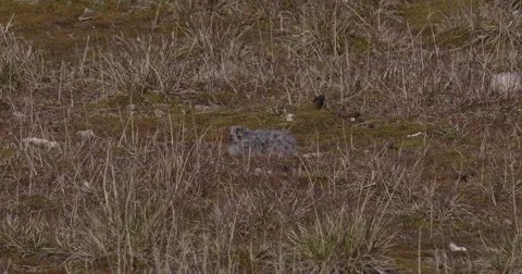 Arctic Tern Chick Hides in Grass Stock Footage 57259542