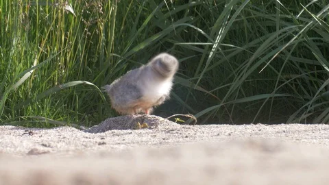 Arctic tern chick, Iceland Stock Footage 96316831