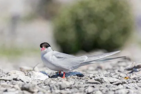 Arctic Tern Close Up Stock Photos
