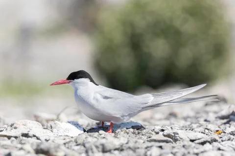 Arctic Tern Close Up Stock Photos