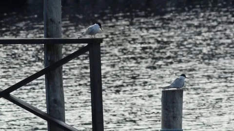 Arctic tern couple and passing ship Stock Footage 75986830