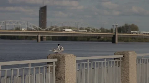 Arctic tern couple sharing a fish 動画素材 50324296