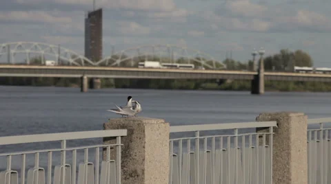 Arctic tern couple sharing a fish Vídeo Stock 51048220
