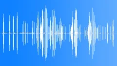 Arctic Tern CU AlarmSound Effect