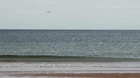 Arctic Tern Diving Into North Sea at Carnoustie Beach Stock Footage 314692814