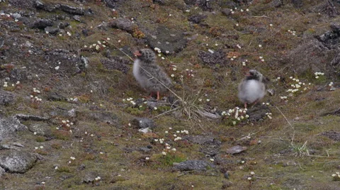 Arctic Tern Feeds Both Chicks Stock Footage 52911369