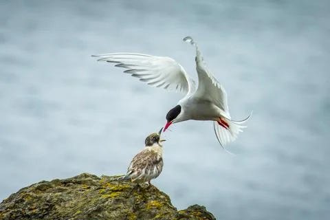 An Arctic tern feeds a chick while in flight. Stock Photos