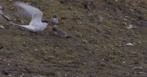 Arctic Tern Feeds Chicks on Slope Stock Footage 54412419