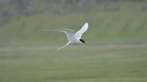 Arctic Tern in Flight Captured with Panning Shot in Iceland 4K Wildlife Footage Stock Footage 339794002