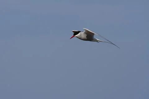 Arctic tern in flight with wings spread out and blue skies in the background Stock Photos