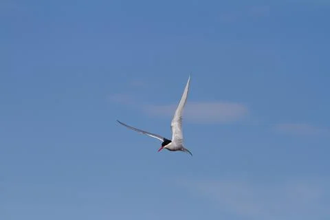Arctic tern in flight with wings spread out and blue skies in the background Stock-Fotos
