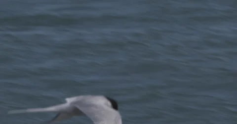 Arctic Tern Flyin - Slow Motion Close Stock Footage 54691325