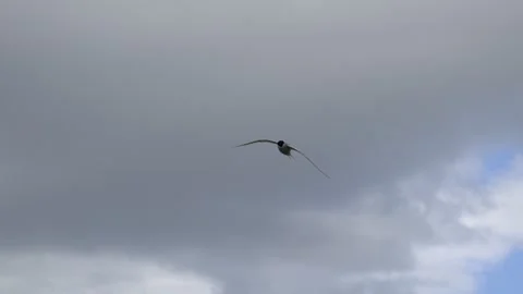 Arctic Tern Flying Against Overcast Sky in Iceland 4K Wildlife Footage Stock Footage 339796557