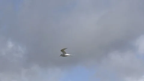 Arctic Tern Flying in Cloudy Sky Iceland 4K Slow Motion Nature Footage Stock Footage 339792527