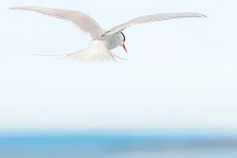 Arctic Tern flying Stock Photos