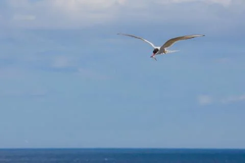 Arctic tern flying Stock Photos