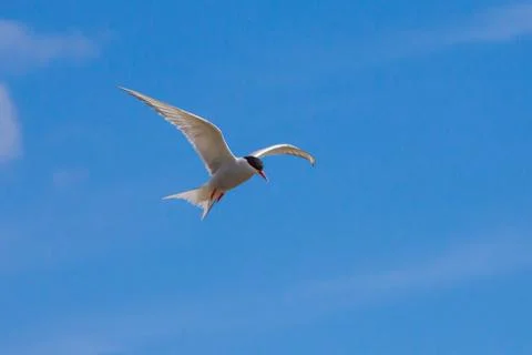Arctic tern flying Stock Photos