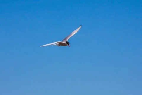 Arctic tern flying Stock Photos