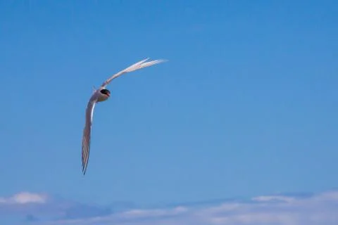 Arctic tern flying Stock Photos