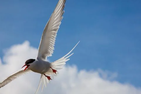 Arctic tern flying Stock Photos
