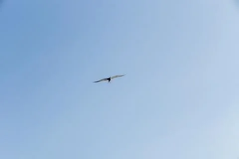 An Arctic tern flying scouting for small fish on the Saimaa lake in Finland - Stock Photos