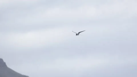 Arctic tern flying in the sky over the coast of Iceland Stock Footage 339775026