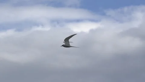 Arctic Tern Flying Through Icelandic Landscape 4K Slow Motion Wildlife Footage Stock Footage 339792717