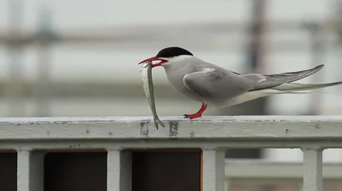 Arctic tern Stock Footage 31446932