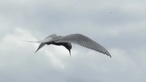 Arctic Tern Hovering and Hunting in the Sky Over Iceland Vídeos de archivo 339635110