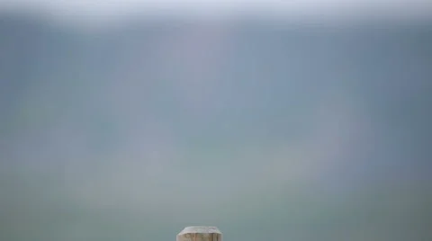 Arctic tern kria close up flying landing on wooden post  Iceland shallow dof. Stock Footage 67273699