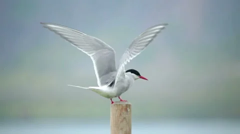 Arctic tern kria close up landing on wooden post Iceland summer shallow dof Stock Footage