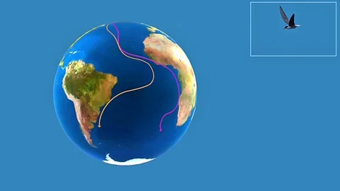 Arctic tern migration Stock Footage 326217451