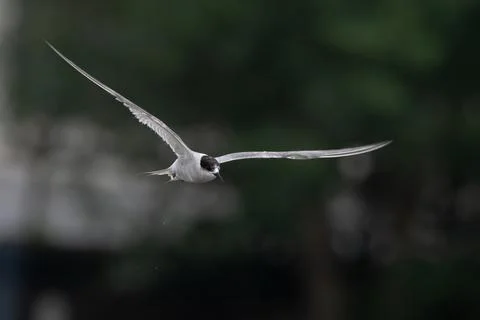 Arctic tern or Sterna paradisaea at Mumbai coast Maharashtra, India Stock Photos