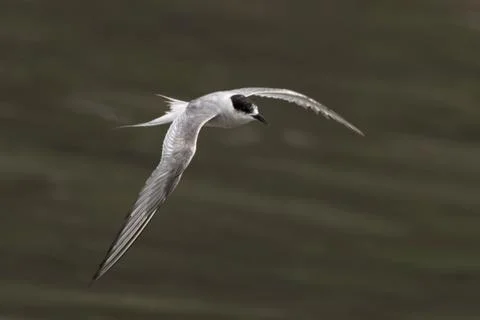 Arctic tern or Sterna paradisaea at Mumbai coast Maharashtra, India Stock Photos