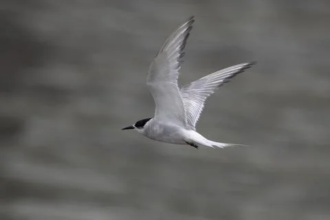 Arctic tern or Sterna paradisaea at Mumbai coast Maharashtra, India Stock Photos