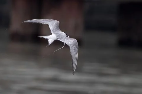 Arctic tern or Sterna paradisaea at Mumbai coast Maharashtra, India Stock Photos