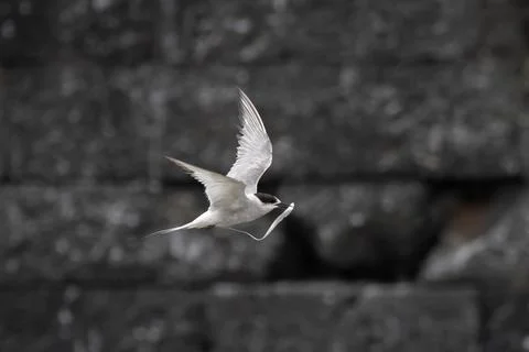 Arctic tern or Sterna paradisaea at Mumbai coast Maharashtra, India Stock Photos