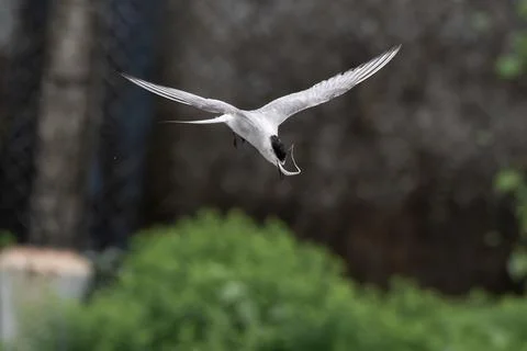 Arctic tern or Sterna paradisaea at Mumbai coast Maharashtra, India Stock Photos
