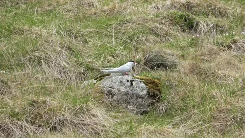 Arctic tern perched on a rock flying away in Iceland Stock Footage 326644178