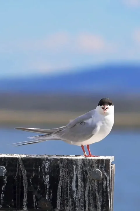 Arctic tern perched on a wooden post with a blurred blue water background Stock-Footage 335491335