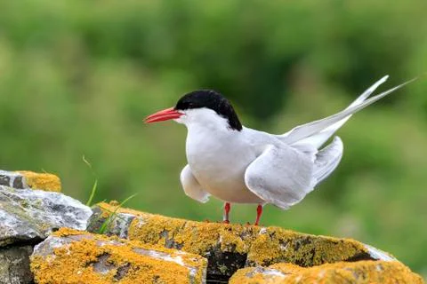 Arctic tern Stock Photos