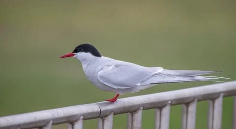 Arctic tern Stock Photos