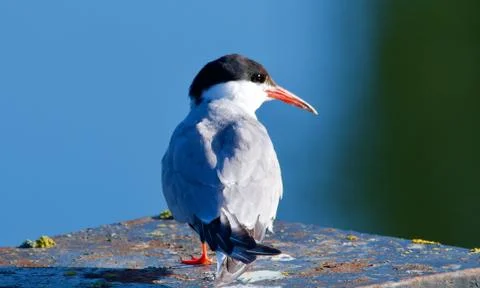 Arctic Tern Stock Photos