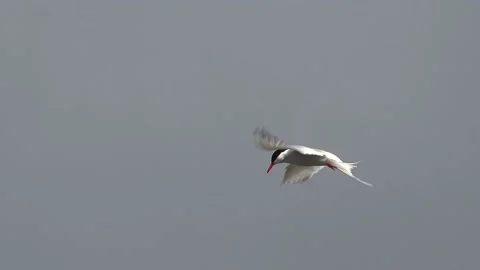 Arctic tern poised to dive (kiting), Snorrastadir, NW Iceland. Stock Footage 130319539