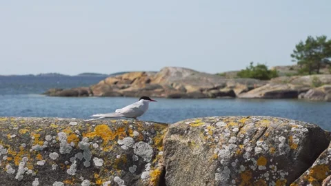 Arctic tern resting on lichen-covered coastal rocks by the sea Stock Footage 311529012