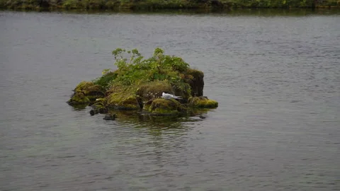 Arctic Tern Resting on Mossy Island in Icelandic Lake. Stock Footage 310672978