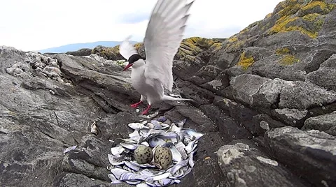 Arctic tern returning to nest Stock Footage