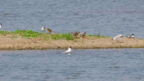 Arctic Tern seabird on marshlands. Видео 243570750