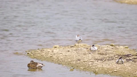 Arctic Tern seabird on marshlands. Stockbeeldmateriaal 243570774